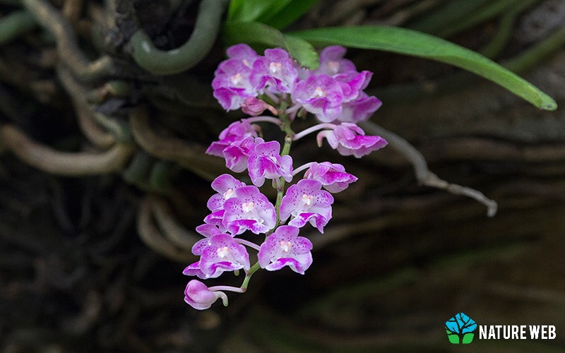 Orchid Flower Name In Marathi Meaning Best Flower Site